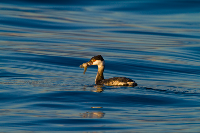 Horned Grebe Eating Fish